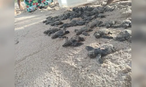 
				
					Em nove meses ONG ajudou a salvar mais de 11 mil tartarugas no litoral da Paraíba
				
				