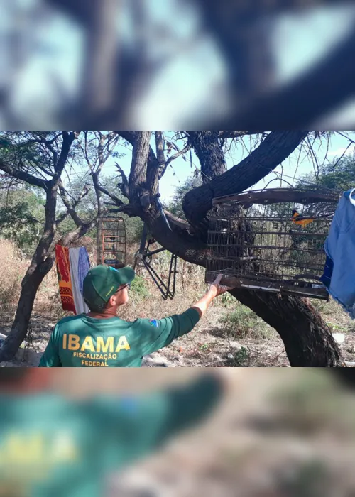 
                                        
                                            Operação do Ibama apreende quase 600 animais em sete cidades da PB
                                        
                                        