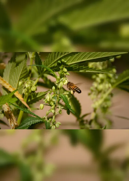 
                                        
                                            Unidades da Abrace em JP e CG vão usar abelhas na polinização de cannabis
                                        
                                        