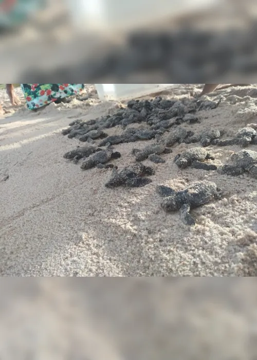 
                                        
                                            Em nove meses ONG ajudou a salvar mais de 11 mil tartarugas no litoral da Paraíba
                                        
                                        
