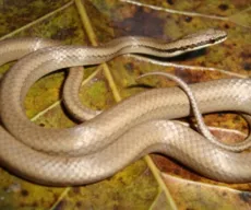 Pesquisadores da UFPB descobrem nova espécie de serpente da Mata Atlântica