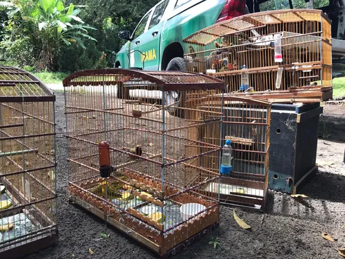 
				
					Ibama devolve 32 animais à natureza no Litoral Norte da Paraíba
				
				