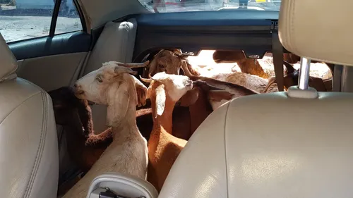 
				
					PRF prende homens transportando 11 cabras em interior de veículo particular na PB
				
				