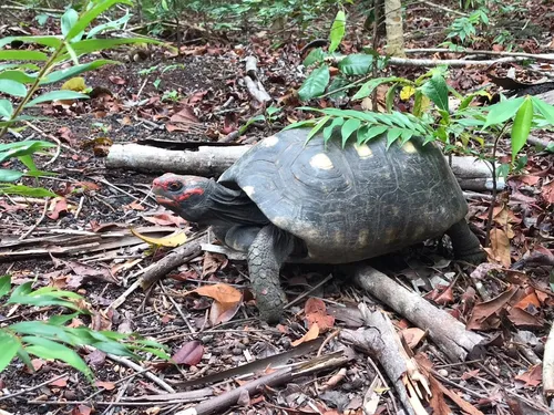 
				
					Ibama devolve 32 animais à natureza no Litoral Norte da Paraíba
				
				