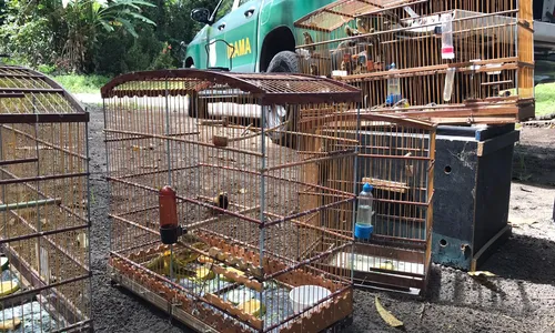 
                                        
                                            Ibama devolve 32 animais à natureza no Litoral Norte da Paraíba
                                        
                                        