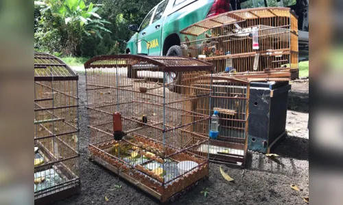 
				
					Ibama devolve 32 animais à natureza no Litoral Norte da Paraíba
				
				