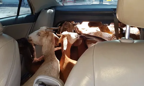 
                                        
                                            PRF prende homens transportando 11 cabras em interior de veículo particular na PB
                                        
                                        