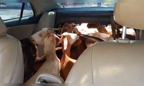 
				
					PRF prende homens transportando 11 cabras em interior de veículo particular na PB
				
				
