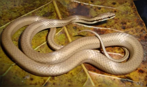 
				
					Pesquisadores da UFPB descobrem nova espécie de serpente da Mata Atlântica
				
				