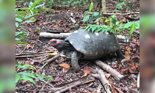 
				
					Ibama devolve 32 animais à natureza no Litoral Norte da Paraíba
				
				