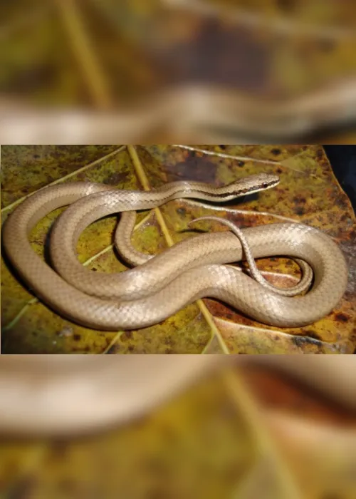 
                                        
                                            Pesquisadores da UFPB descobrem nova espécie de serpente da Mata Atlântica
                                        
                                        