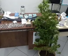 Pé de maconha com 1 metro de altura é apreendido no interior da Paraíba