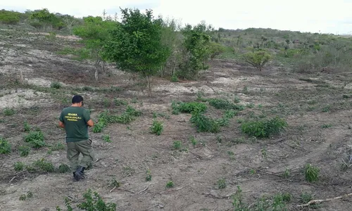 
                                        
                                            Ibama identifica desmatamento de quase 290 hectares na caatinga paraibana
                                        
                                        