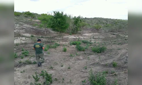
				
					Ibama identifica desmatamento de quase 290 hectares na caatinga paraibana
				
				