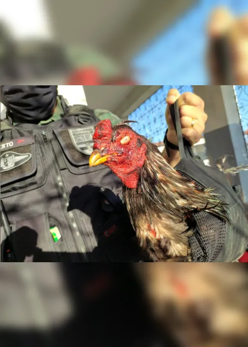 
                                        
                                            Polícia desarticula rinha de galo e resgata mais de 60 animais de maus-tratos na Paraíba
                                        
                                        