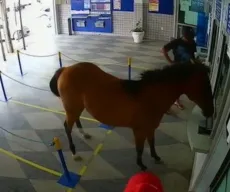 Cavalo invade lotérica e assusta funcionários e clientes em Cuité