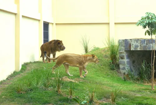 
				
					Leão Simba, vítima do tráfico de animais, é o novo morador da Bica
				
				