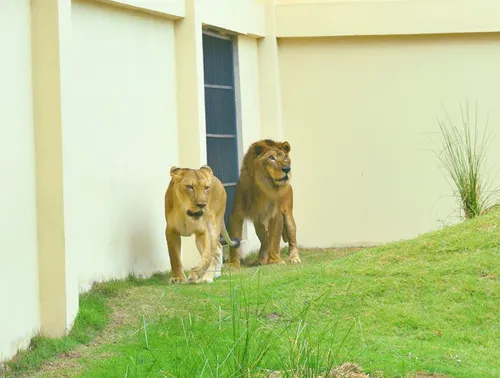 
				
					Leão Simba, vítima do tráfico de animais, é o novo morador da Bica
				
				