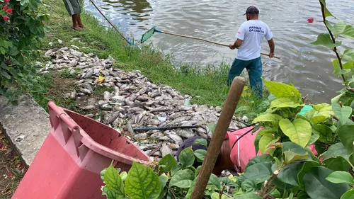 
				
					Centenas de peixes aparecem mortos na Lagoa de João Pessoa e Seman investiga causa
				
				