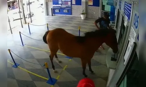 
				
					Cavalo invade lotérica e assusta funcionários e clientes em Cuité
				
				