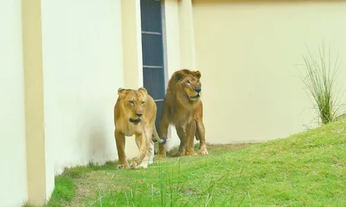 
                                        
                                            Leão Simba, vítima do tráfico de animais, é o novo morador da Bica
                                        
                                        