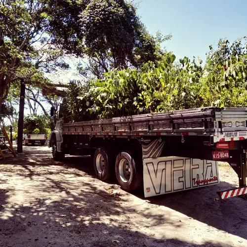 
				
					'Adote uma árvore': projeto da UEPB já cultivou e distribuiu mais de 300 mil mudas
				
				