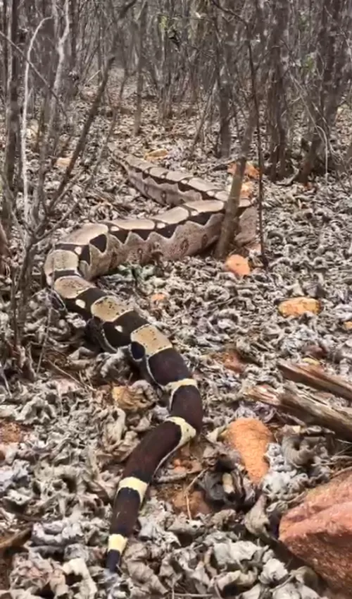 
				
					Cobra Jiboia com cerca de 3 metros é resgatada em poço artesiano na zona rural de Monteiro
				
				