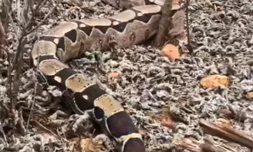 
                                        
                                            Cobra Jiboia com cerca de 3 metros é resgatada em poço artesiano na zona rural de Monteiro
                                        
                                        