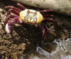 Começa último período de defeso do caranguejo-uçá do ano na Paraíba