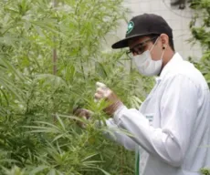 Cannabis medicinal: desembargador deve liberar produção de medicamentos da Abrace, mas vai impor mudanças