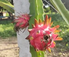 Pesquisadora aposta no cultivo de pitaya para incentivar produção rural no Sertão da PB