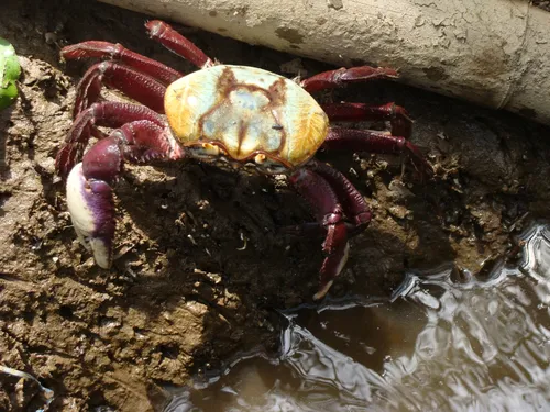 
				
					Começa último período de defeso do caranguejo-uçá do ano na Paraíba
				
				