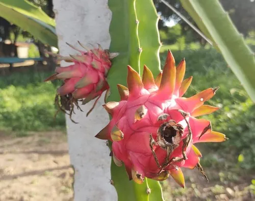 
				
					Pesquisadora aposta no cultivo de pitaya para incentivar produção rural no Sertão da PB
				
				