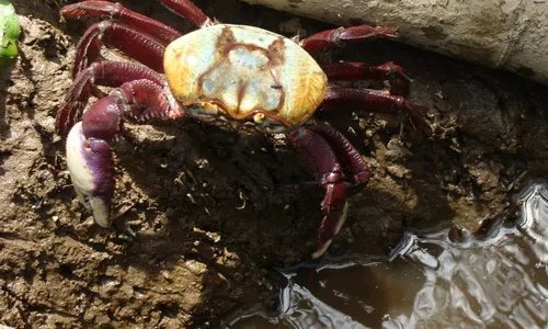 
                                        
                                            Começa último período de defeso do caranguejo-uçá do ano na Paraíba
                                        
                                        