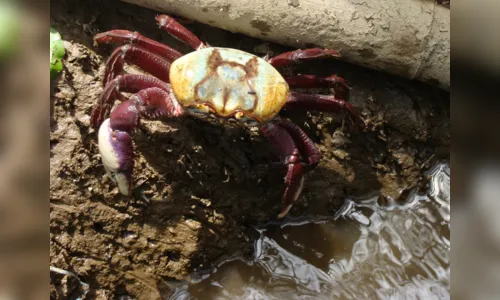 
				
					Começa último período de defeso do caranguejo-uçá do ano na Paraíba
				
				
