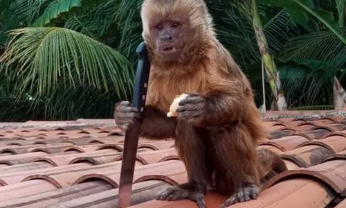 
                                        
                                            Macaco pega faca e faz bagunça na casa de uma família do Sertão da Paraíba
                                        
                                        