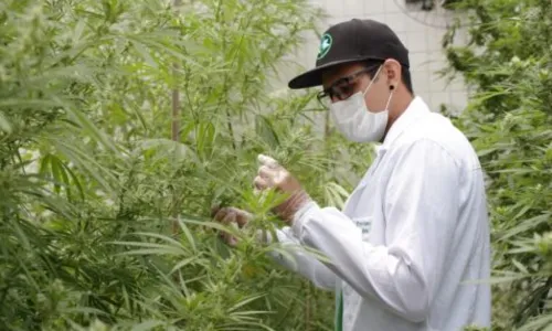 
				
					Cannabis medicinal: desembargador deve liberar produção de medicamentos da Abrace, mas vai impor mudanças
				
				