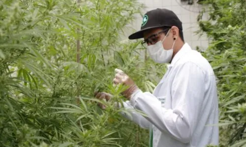 
				
					Plantio de maconha para fins medicinais tem parecer favorável na Câmara dos Deputados
				
				