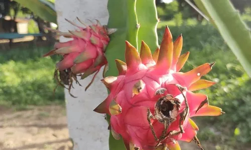 
                                        
                                            Pesquisadora aposta no cultivo de pitaya para incentivar produção rural no Sertão da PB
                                        
                                        