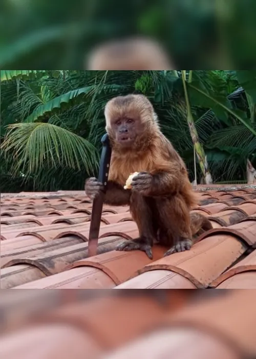 
                                        
                                            Macaco pega faca e faz bagunça na casa de uma família do Sertão da Paraíba
                                        
                                        