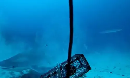 
                                        
                                            Espécie rara de tubarão-martelo é avistada no litoral da Paraíba
                                        
                                        