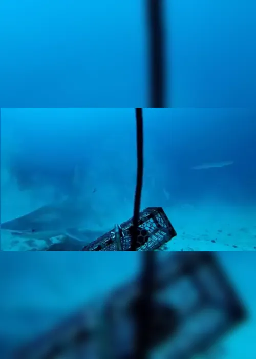 
                                        
                                            Espécie rara de tubarão-martelo é avistada no litoral da Paraíba
                                        
                                        