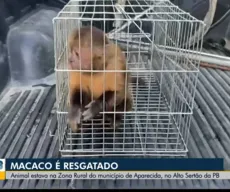 Macaco que revirou casa no Sertão da Paraíba é resgatado pela Polícia Ambiental