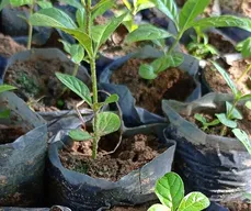 Projeto 'Paraíba Terra Verde' distribui mudas nativas em Cabedelo, neste sábado (11)