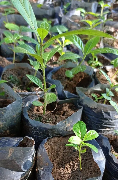 
				
					Projeto realiza ações de reflorestamento em áreas da Mata Atlântica, na PB
				
				