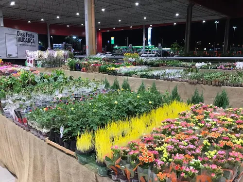 
				
					Feiras de flores trazem opções de presente para o Dia das Mães, em João Pessoa
				
				