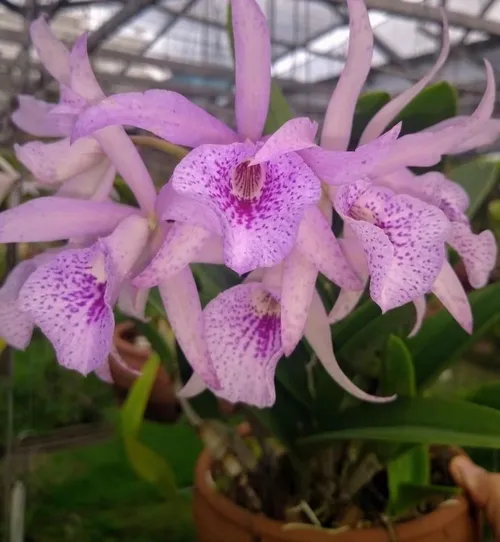 
				
					Feiras de flores trazem opções de presente para o Dia das Mães, em João Pessoa
				
				