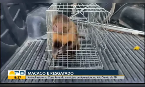 
				
					Macaco que revirou casa no Sertão da Paraíba é resgatado pela Polícia Ambiental
				
				