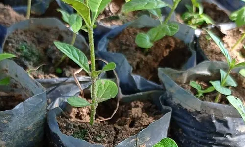 
                                        
                                            Projeto 'Paraíba Terra Verde' distribui mudas nativas em Cabedelo, neste sábado (11)
                                        
                                        