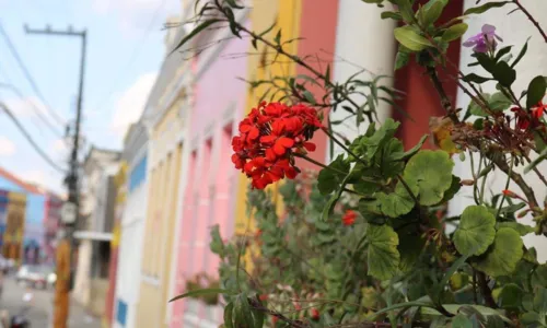 
				
					Guerra das Flores em Areia: entre embate judicial e político, o prejuízo para o turismo local
				
				